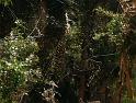 Nephila_ZZXYX_D3472_Z_75_Karinji NP_Australie